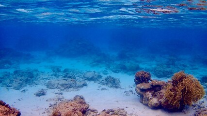 沖縄県慶良間諸島阿嘉島の珊瑚礁