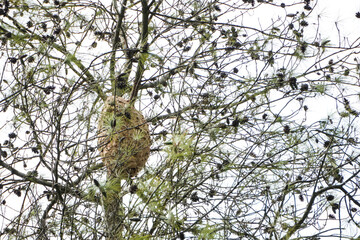 Large forest wasps hive nest on tall pine trees. Natural honeycomb making process in wildlife. Concept for biology, ecology, ecosystem.