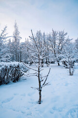 Winter landscape with trees and bushes covered with frost and snow in a city park