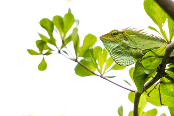 A Green Maned Forest Lizard is perched on a tree branch. This animal is related to the iguana and can use mimicry for camouflage. Blank empty text copy space.
