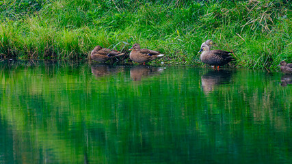 水辺のカモ