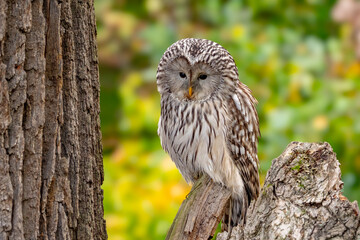 The Ural owl (Strix uralensis) is a large nocturnal owl.