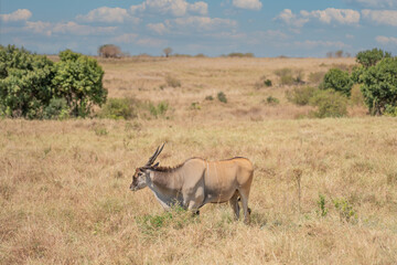 An eland bull (Taurotragus oryx) glances at the camera as he walks across a hilly savannah. Ol Pejeta Conservancy, Laikipia, Kenya.