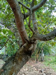 Cashew is the common name of a tropical evergreen tree Anacardium occidentale, in the family Anacardiaceae.