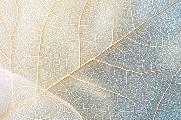 Close up of Fiber structure of dry leaves texture background. Cell patterns of Skeletons leaves, foliage branches, Leaf veins abstract of Autumn background for creative banner design. generative ai.
