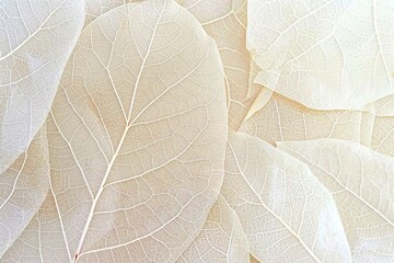 Obraz premium Close up of Fiber structure of dry leaves texture background. Cell patterns of Skeletons leaves, foliage branches, Leaf veins abstract of Autumn background for creative banner design. generative ai.