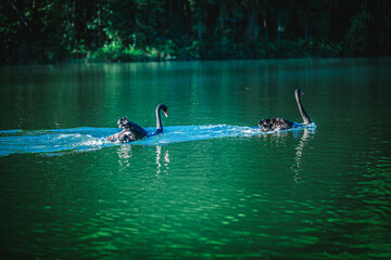 Black swans play in the water in Pang Oung Lake. Mae Hong Son Province Northern Thailand.