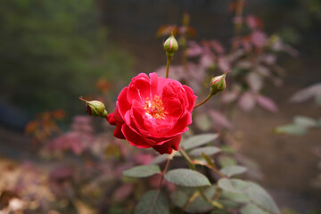 close-up shot of a red rose in a garden