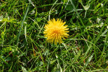 dandelion in grass