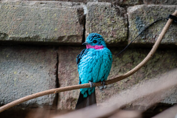 blue bird on a branch