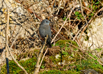 Blue rock thrush