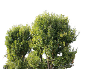 秋の風景　木の切り抜き