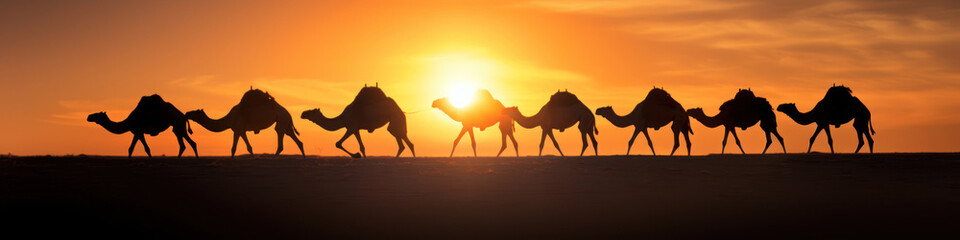 A line of camels traversing the desert,  their silhouettes against the dunes creating an iconic image