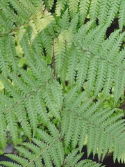 Beautiful green leaves background. Natural creative layout for wallpaper and advertising. 