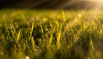 Macro photo of green grass field with sunlight creating dynamic shadows