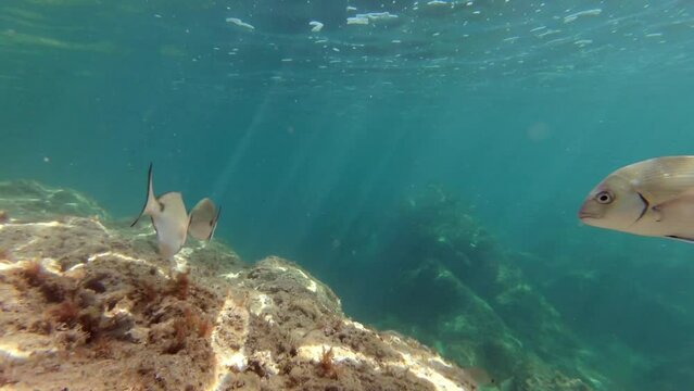 Underwater footage in Mediterranean sea with saddled seabreams (oblades)