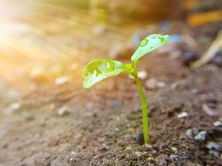 Shoots grow with the effect of light. Earth ecology concept.