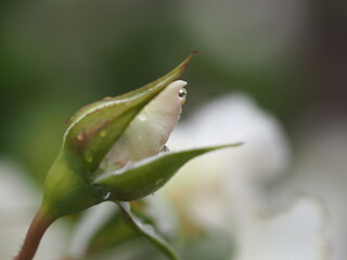 アイボリー色のバラ　しずく　つぼみ