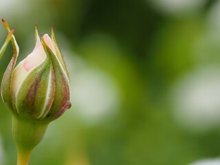 アイボリー色のバラ　しずく　つぼみ