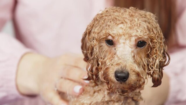 Slow motion. Dog grooming salon. Groomer bathes a small golden poodle in foam. Professional animal care. Spa and relaxation in the pet salon.