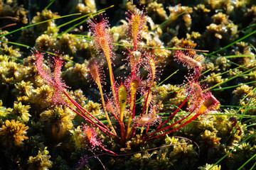 Carnivorous plant english sundew (Drosera anglica)