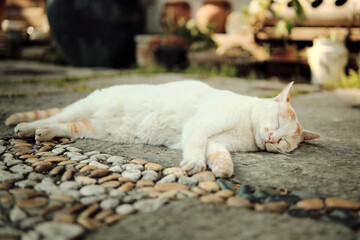 Fototapeta na wymiar Kitten is lying on the ground basking in the sun