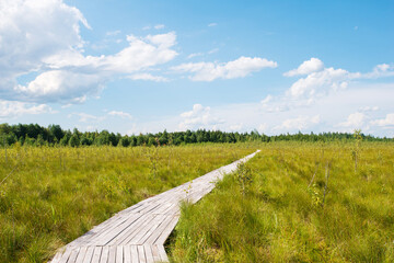 Sphagnum bog Yelnya in Belarus