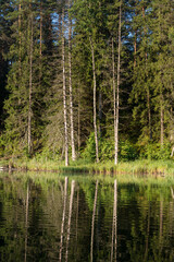 Fototapeta premium Lake in the forest