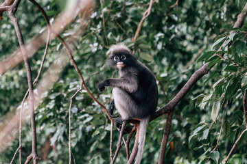 In the Jungle: Dusky Leaf Monkey Perched on a Tree Branch in Its Natural Habitat