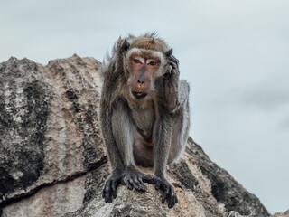 Macaque sitting on the rock