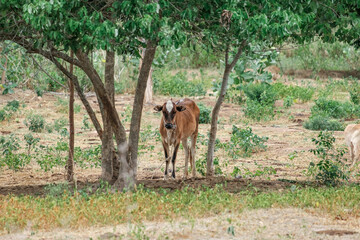 Cows in the rural outside field with trees