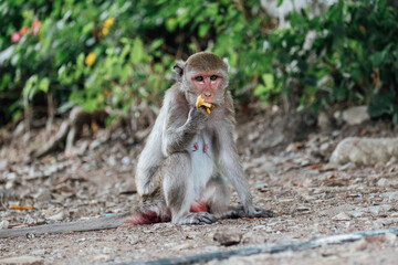 Funny macaque monkey eats a banana