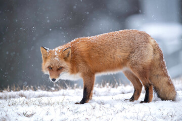 Obraz premium 雪の日のキタキツネ