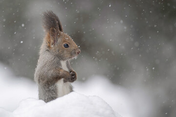 雪の日のエゾリス