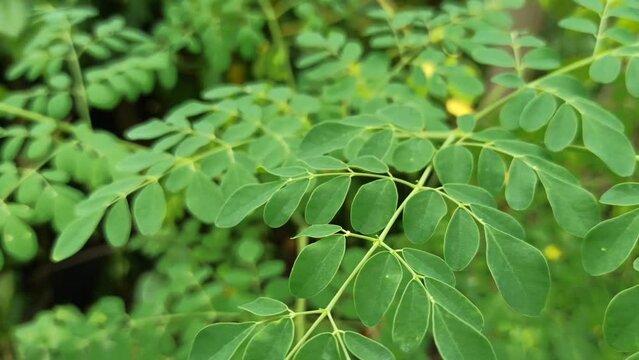 Green moringa leaves. high quality