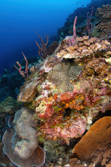 Coral reef landscape at Bougainville reef, Coral Sea