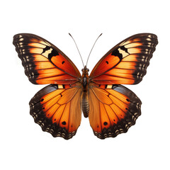 Fototapeta premium Butterfly, transparent background