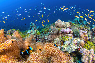 Reef scene with an anemonefish, sea anemone, corals and colourful tropical fish