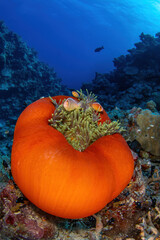 A family of the anemone fish in bright-orange sea anemone at Osprey Reef, Coral Sea