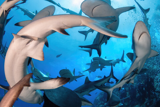 Gathering of grey reef sharks 