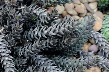 Frosted Claw (Haworthiopsis reinwardtii) succulent plant