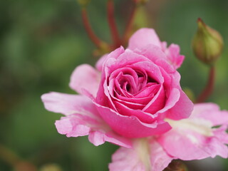 ピンクのバラ　パルファンダムール