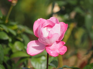 ピンクのバラ　パルファンダムール