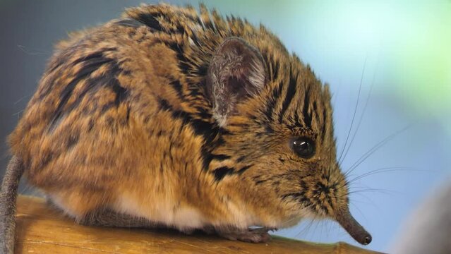 Close up view of an Elephant shrew sitting and wiggling it's nose