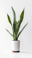 Stock image of a Snake Plant on a white background, tall and slender leaves, minimalist and elegant Generative AI
