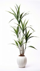Fototapeta na wymiar Stock image of a Yucca Plant on a white background, sword-shaped leaves and architectural silhouette, bold and sculptural Generative AI