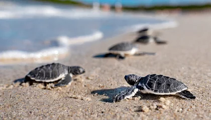 Gordijnen Sea turtle hatchlings on the sand beach get to the sea safely leaving © Marko