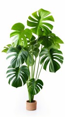 Stock image of a lush Monstera Deliciosa on a white background, large leaves, and vibrant green colo Generative AI