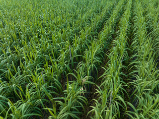 Aerial view of sugarcane plants growing at field