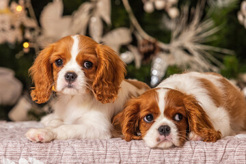 Cavalier King Charles Spaniel in front of a Christmas tree